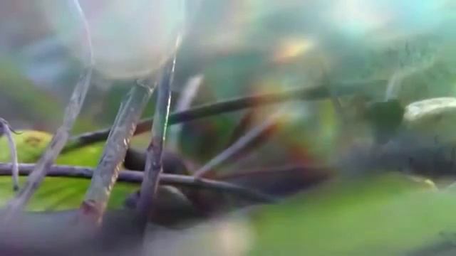 МЕДИТАЦИЯ _ Симфония для Зрения и Слуха