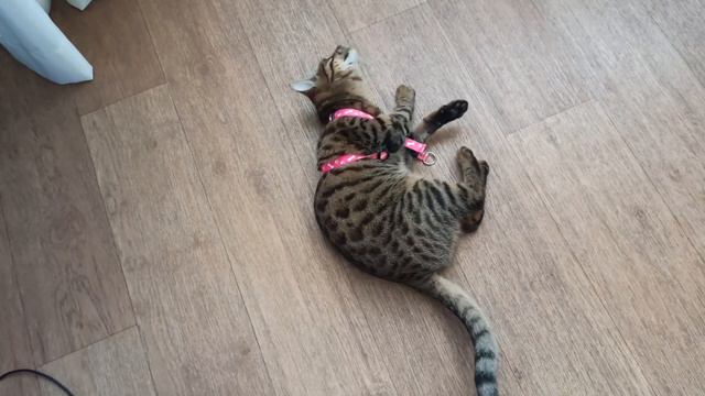 Кошка против шлейки с поводком\ The cat VS leash смотреть онлайн