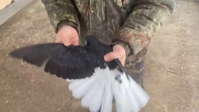 Николаевские голуби Воронежская область. Кобчик не дал показать всю красоту смотреть онлайн