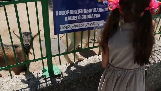 VLOG Зоопарк ZOO Львы бизоны и лошадки Развлечение для детей Entertainment for children Lion bison смотреть онлайн