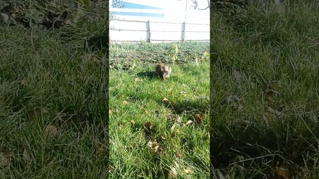 Кот смотреть онлайн