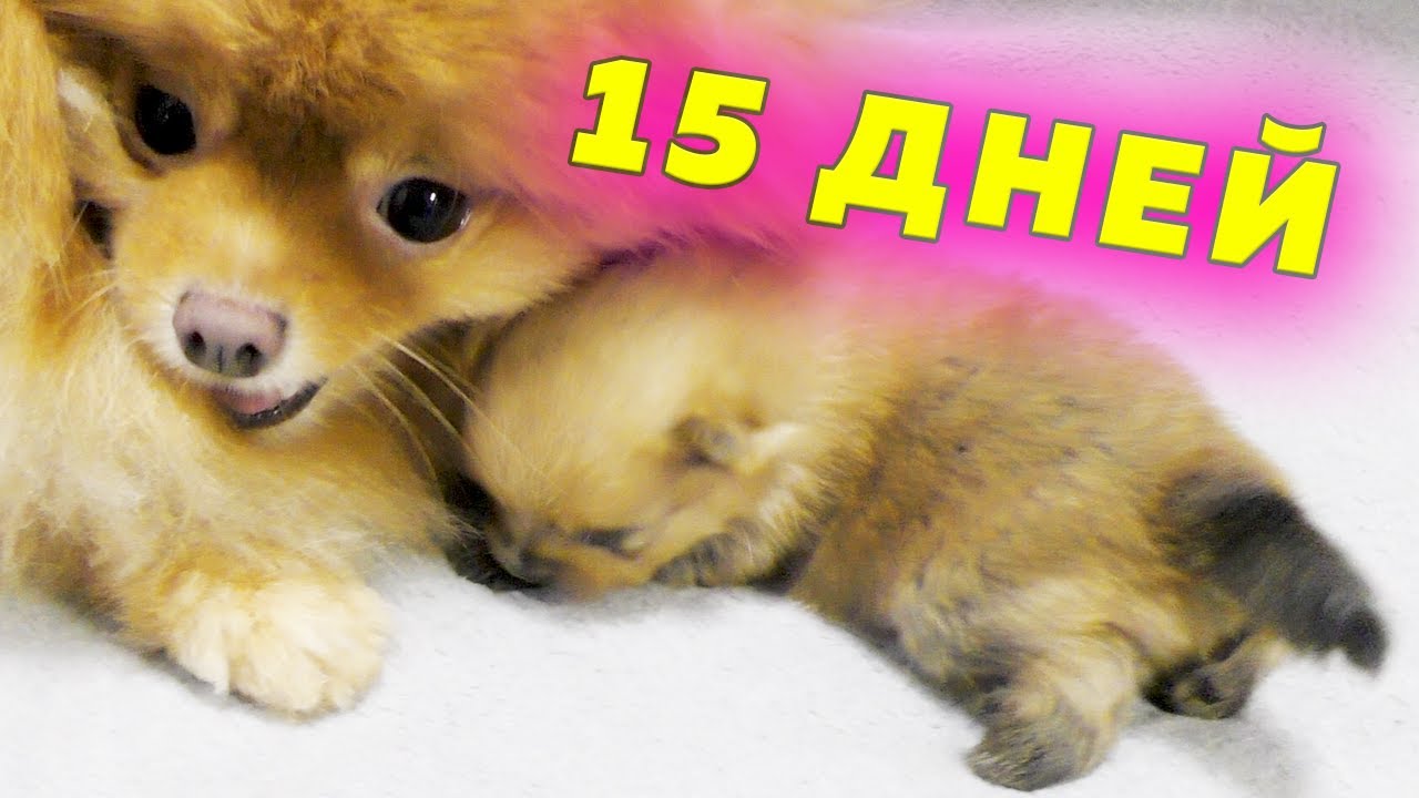 Щенкам шпица 15 дней. Шпиц Оливия - лучшая бабушка на Свете. Корм, шампунь, кондиционер. Шпиц играет