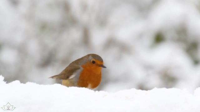 лечебная музыка для сердца и сосудов ? Нежная музыка, успокаивает нервную систему и радует душу смотреть онлайн