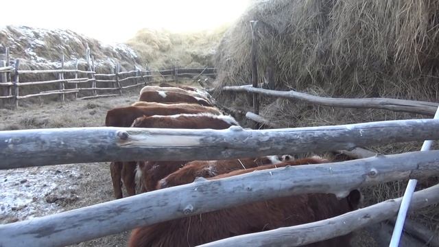 Анекдот от Крестьян. Планы на будущее. смотреть онлайн