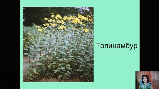 Видоизменения побегов смотреть онлайн