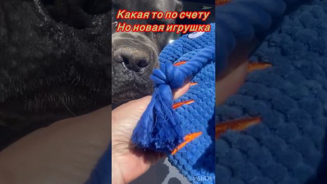 😍#canecorso#канекорсо