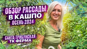 РАССАДА В КАШПО. ОСЕНЬ 2024