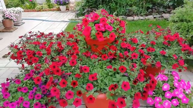 Как сделать чтобы ПЕТУНИИ цвели долго и пышно. Обзор сортов смотреть онлайн