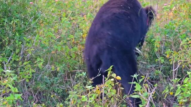 Forest Safari in Bandipur Tiger Reserve | JLR Safari package | Karnataka Wildlife смотреть онлайн