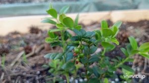 Зелёная дача.