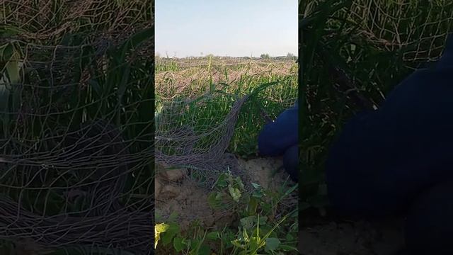 Бедана Овида / охота на перепелов смотреть онлайн