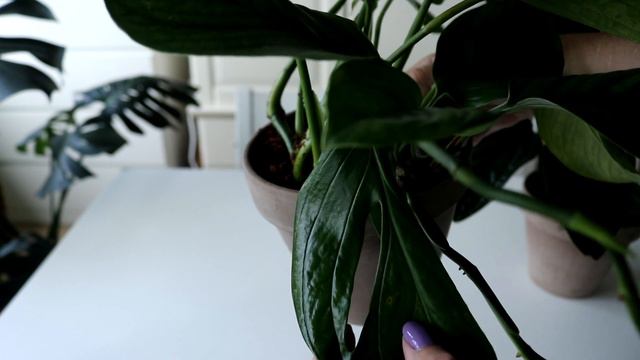 Monstera Pinnatipartita VS Monstera Karstenianum