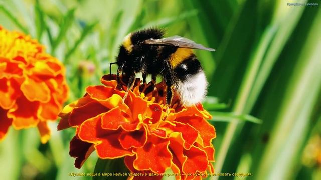 Эту песню можно слушать вечно🌺Божественная музыка трогает за душу🌺Красивая весенняя мелодия #15 смотреть онлайн