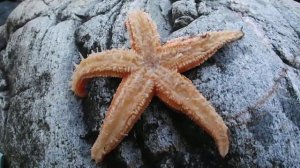 Морская звезда  Белое море