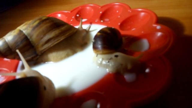 Как давать Улиткам ахатина молоко? Даю своим молоко в первый раз! смотреть онлайн