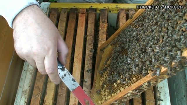 Маточное молочко. Собираю для жены и деток. смотреть онлайн