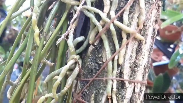 Обожаю такой ПОЛИВ ОРХИДЕЙ! Как поливать орхидеи или мой полив орхидей в теплице))). Апрель. смотреть онлайн