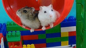 ХОМЯЧКИ в ЛЕГОЛЕНДЕ** ШКОЛА ХОМЯЧКОВ НА КАНИКУЛАХ