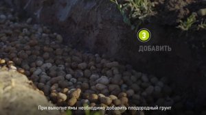 Как посадить дерен? Как правильно посадить дерен на участке?
