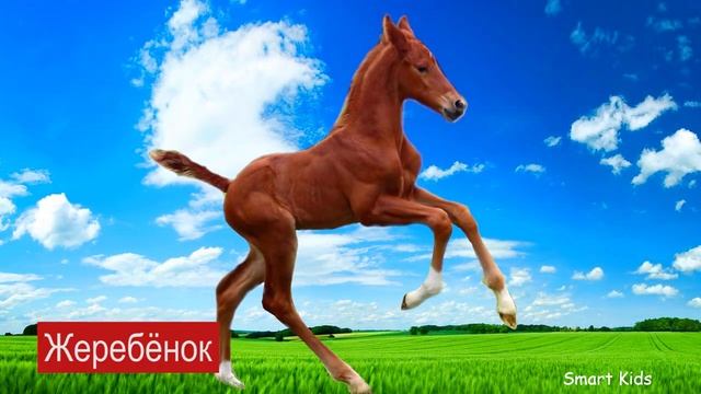 Домашние Животные часть 2| Учим самых милых малышей домашних животных| Учим звуки