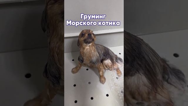 Шок #собаки #веселыеживотные #зоосалон #кошки #смешныеживотные