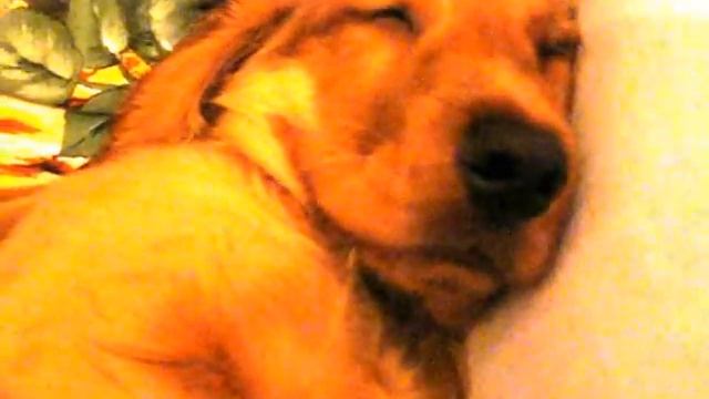 Сладкий сон Арчибальда)