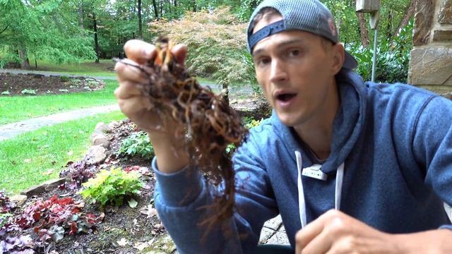 How to Plant ASTILBE Bare Roots смотреть онлайн