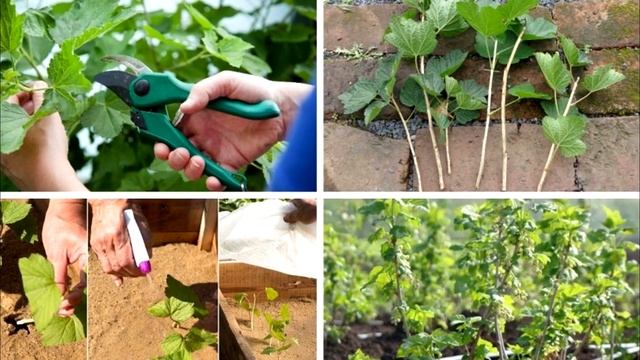 Цеанотус - Ceanothus / Цветущий кустарник с СИНИМИ Цветами / ЭНЦИКЛОПЕДИЯ Растений смотреть онлайн