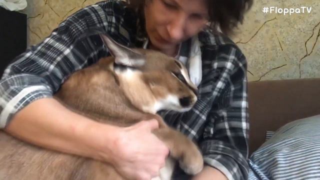 Big Floppa Had a Good Time with Owner : Caracal смотреть онлайн