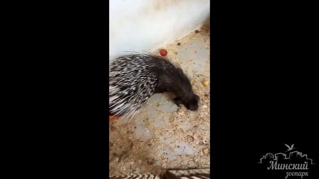 Наши малыши-драчуны... Маленькие дикобразики 🤗 смотреть онлайн