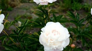 Півонія Nick Shaylor