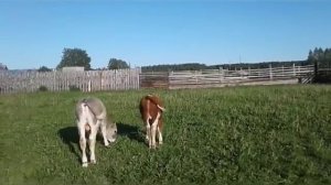 СЕКРЕТЫ ОТКОРМА БЫЧКОВ НА МЯСО