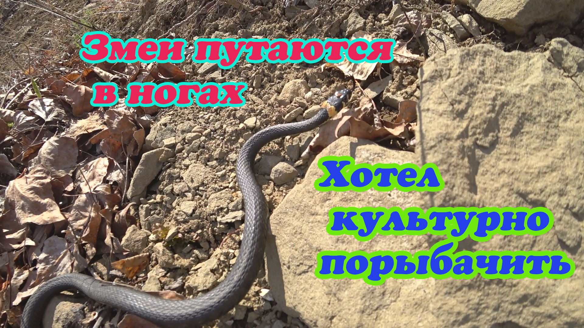 ЗМЕИ КИШАТ, А ХОТЕЛ КУЛЬТУРНО ПОРЫБАЧИТЬ. смотреть онлайн