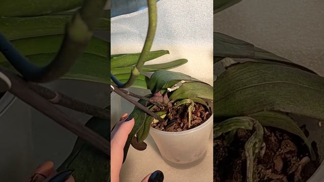 обработала hb101. 2 капли на литр воды смотреть онлайн