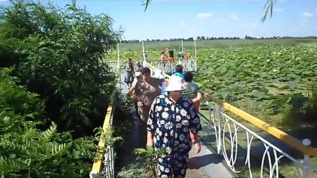 лотосы-поездка в Краснодар- 2015 год- Замечательное место- клуб х.октябрьского смотреть онлайн