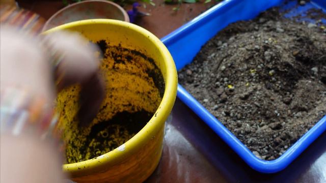 🌺गुङहल को ऐसे लगाए पूरी साल फूलो से भरा रहेगा/कैसी मिट्टी बनाए/New Hibiscus plant repotting смотреть онлайн