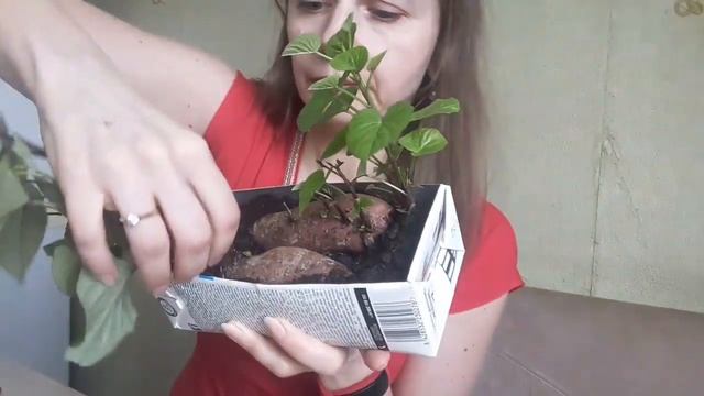 Как правильно срезать ростки рассады батата? Батат, сладкая картошка, выращивание рассады смотреть онлайн