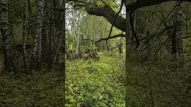 Пошли за грибами ! И встретили диких кабанов ? еле выжили ? смотреть онлайн