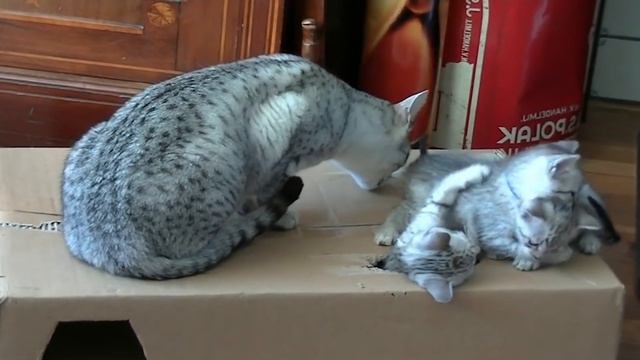 Most Amazing Top 10 Facts about Egyptian Mau Cats | Furry Feline Facts смотреть онлайн
