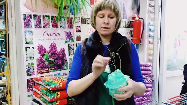Удачный Сад. Как за минуту определить качества саженца голубики? смотреть онлайн