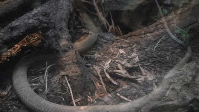 King Cobra (Ophiophagus hannah) смотреть онлайн
