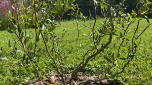 Ива извилистая, Матсудана. Формирую форму ниваки.