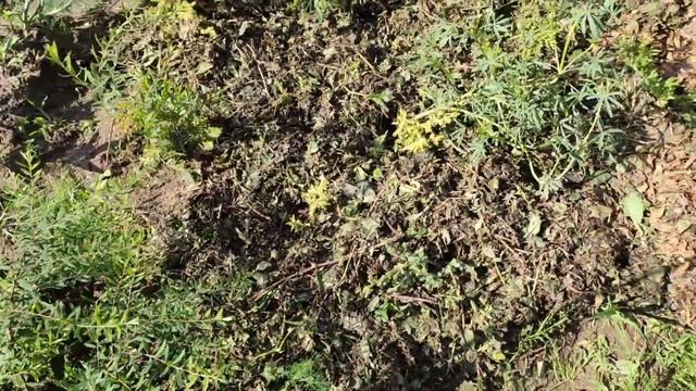 Как мульчировать растения обрезанным девичьим виноградом чтобы он потом не прорастал. смотреть онлайн