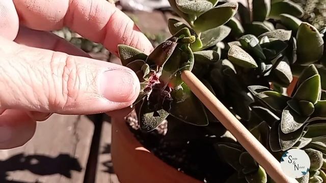 Crassula Bride's Bouquet O Springtime??