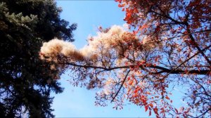 Николай Караченцев. Сердце помнит.