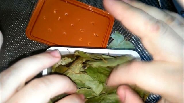 Распаковка посылки с кивсяками и улитками. Открываем посылки с улитками и кивсяками смотреть онлайн