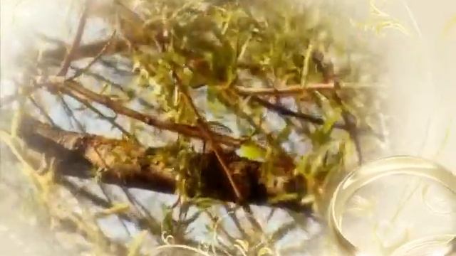 вступление к свадьбе смотреть онлайн