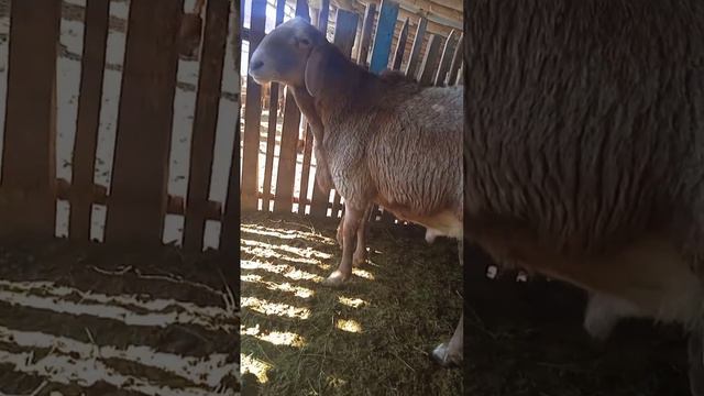 На продажу прямой сын Француза 2 года рост 91, уши 19, длина 140см цена 2500$ уступка 500220290 смотреть онлайн