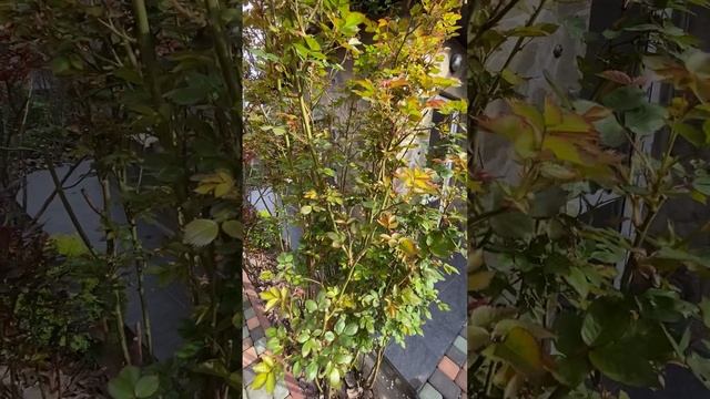 #shorts ЕЙСК 17 апр 2022 наш домик на море. Море. Садик смотреть онлайн