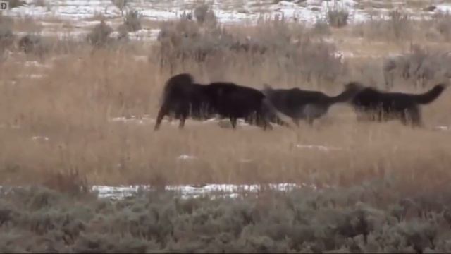 Wolves war смотреть онлайн